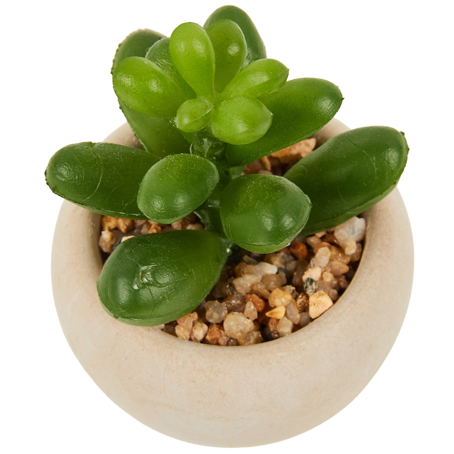 Mini Succulent in Pot - Green and Cream Image 21
