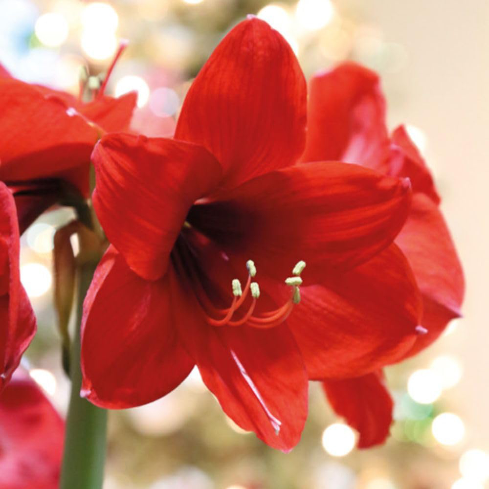 Thompson and Morgan Christmas Gift Red Amaryllis Bulb in Red Globe Image 6