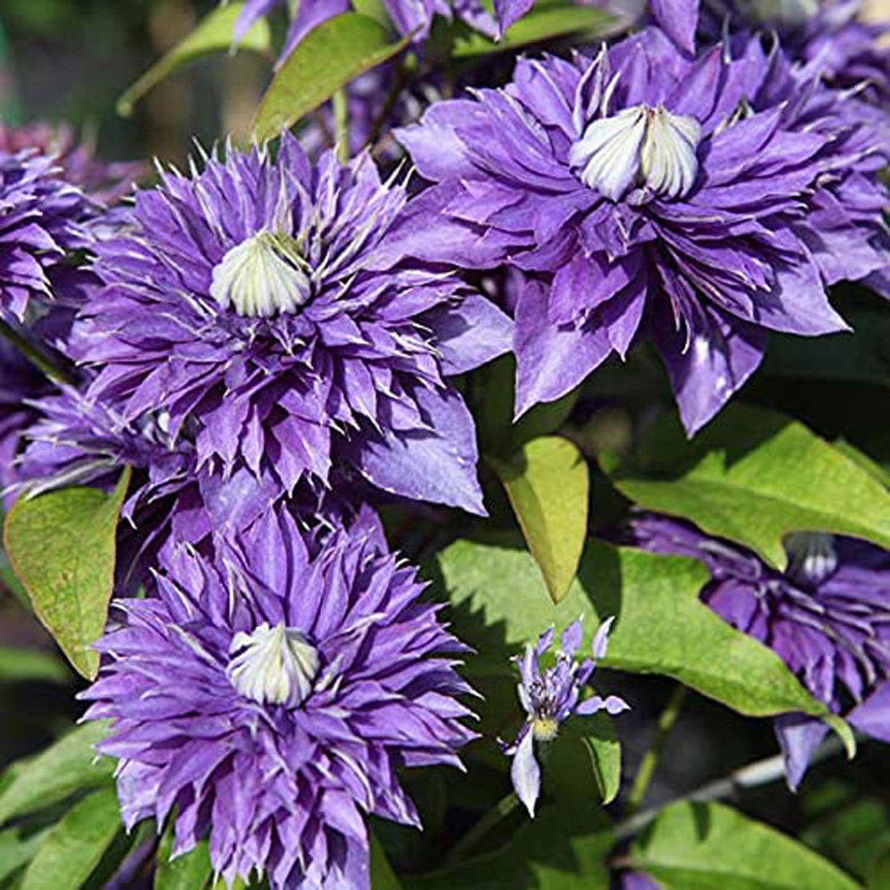 Thompson and Morgan Clematis Multi Blue Plant Pot 1.7L Image 2