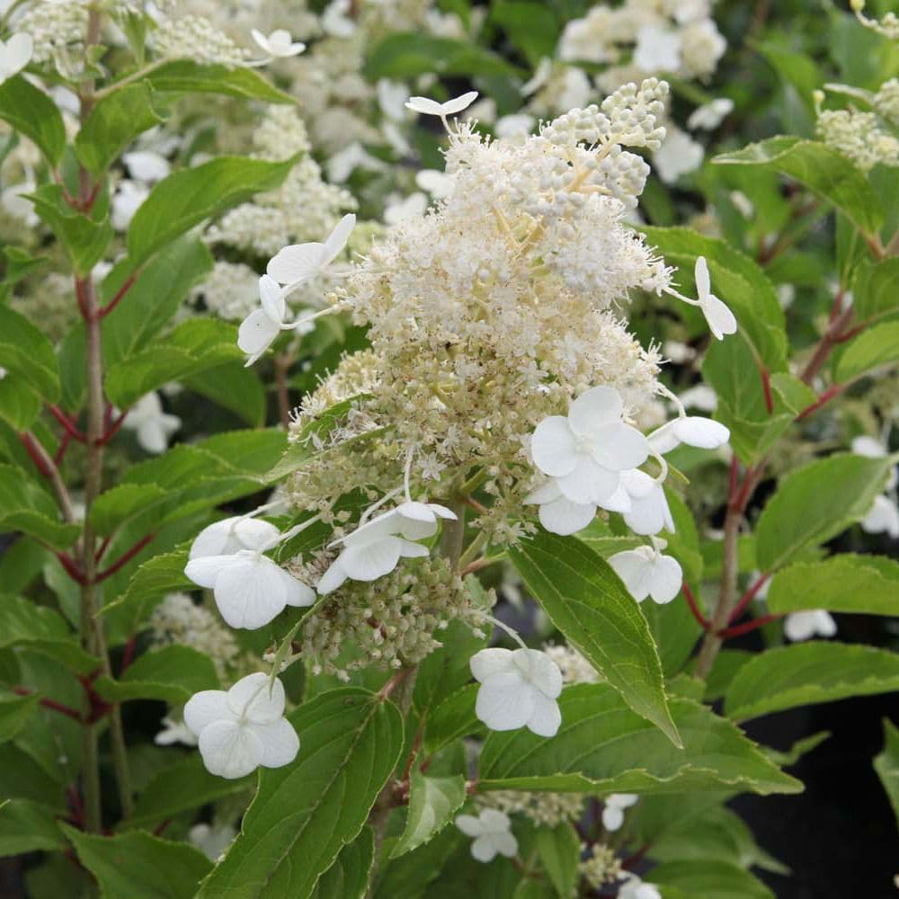 Thompson and Morgan Hydrangea Paniculata Kyushu Plant Pot 9cm Image 2