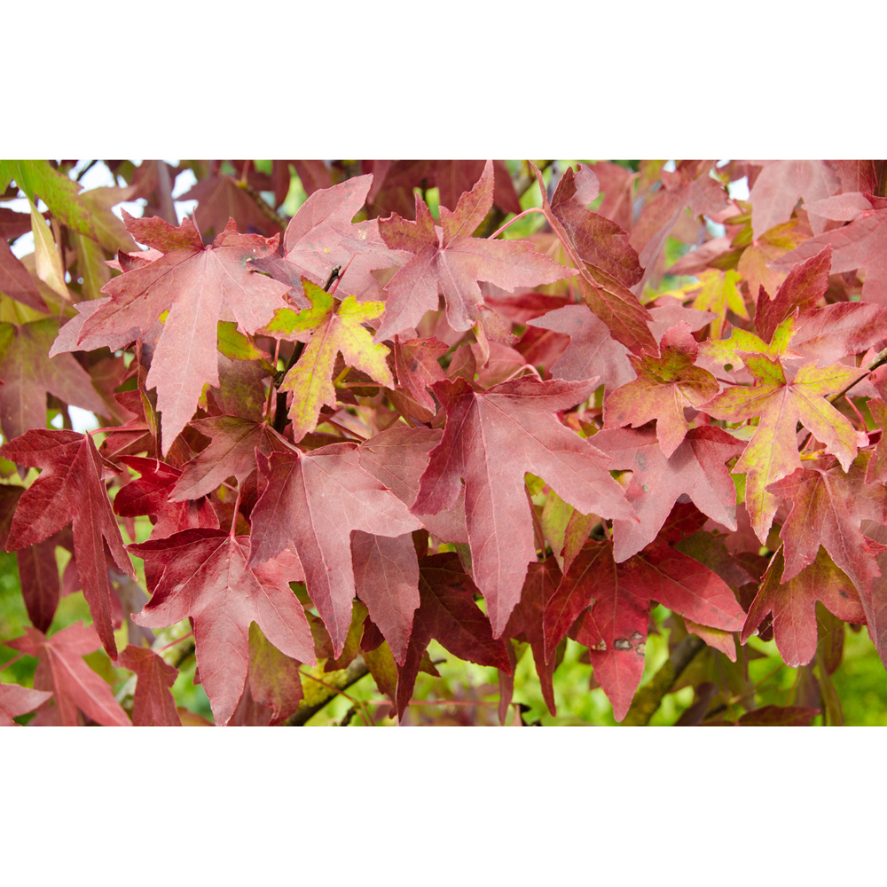 Frank P Matthews Trees Liquidambar Sty Worplesdon Tree in Pot 12L Image 2