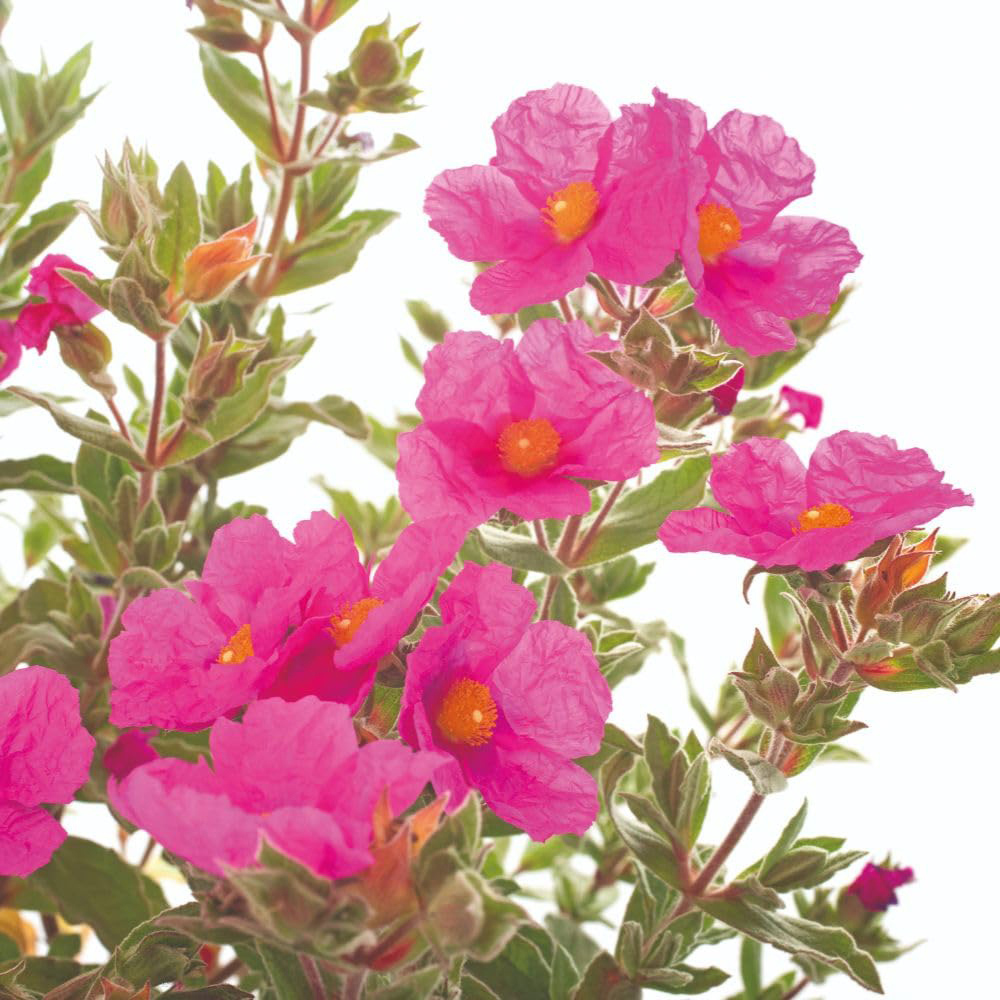 Thompson and Morgan Cistus x Pulverulentus Sunset Plant Pot 9cm Image 3