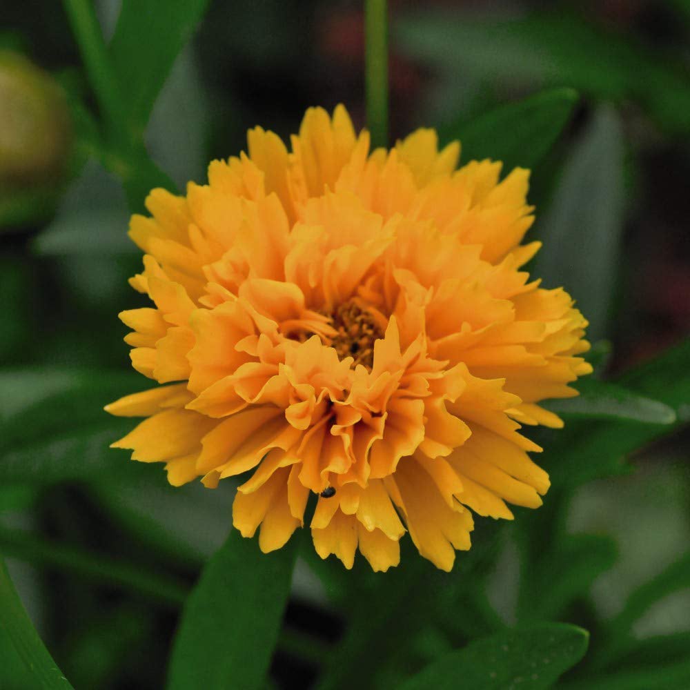 Thompson and Morgan Coreopsis Golden Joy Plug 48 Pack Image 5