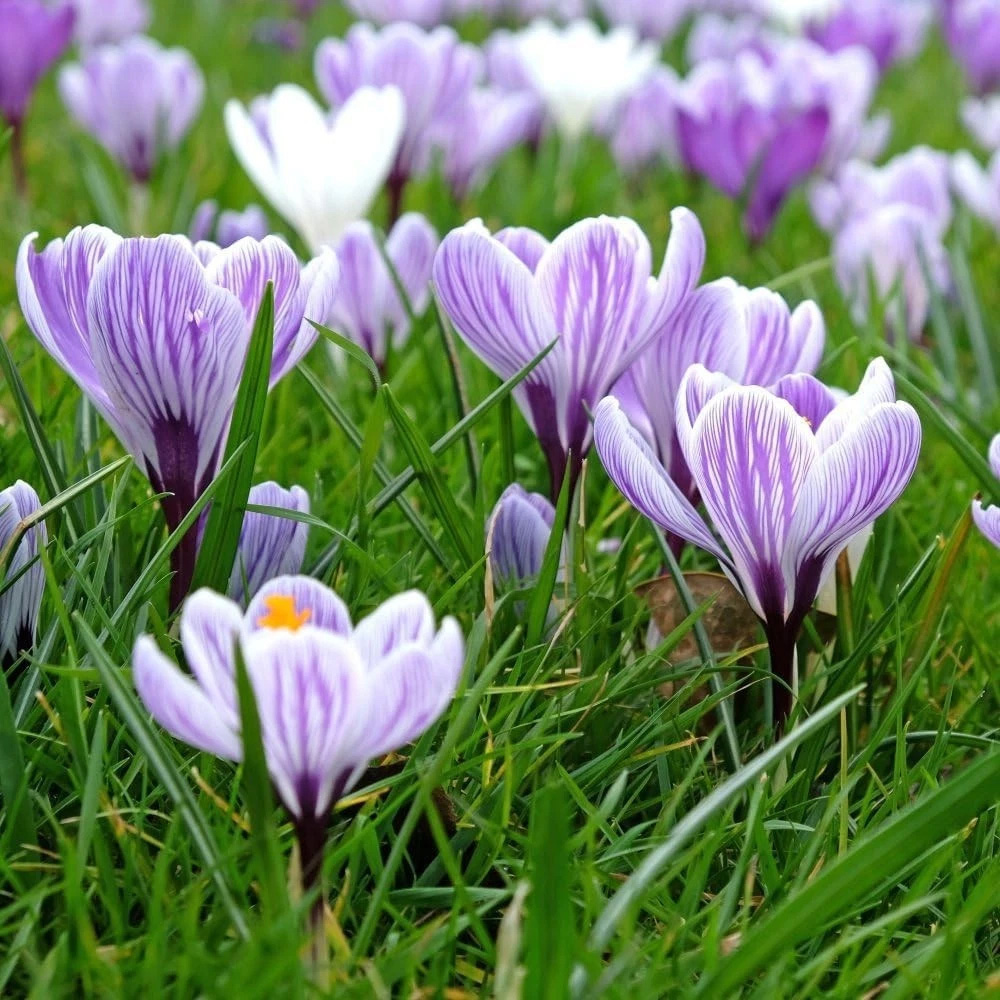 Thompson and Morgan Crocus Dutch Striped Planting Bulb 40 Pack Image 2