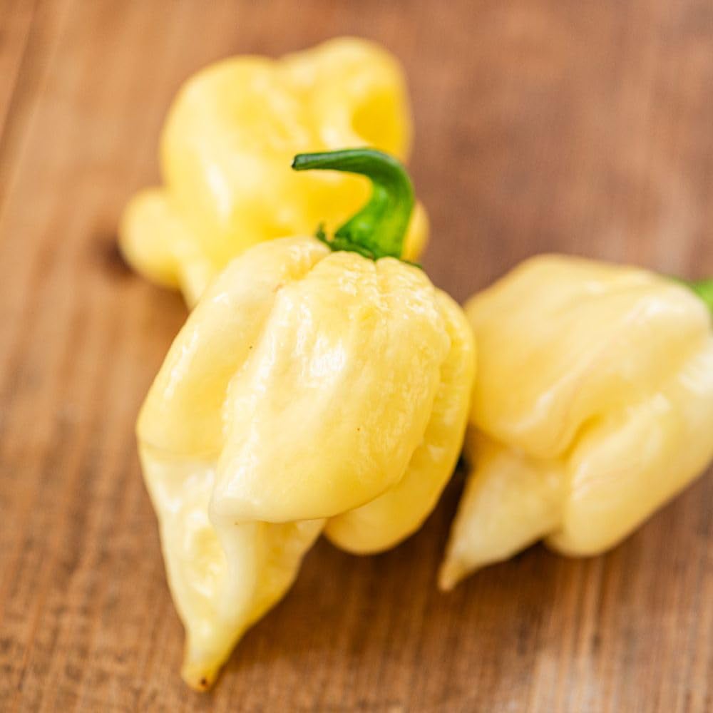 Thompson and Morgan Chilli Habanero White Chocolate Recipe Seed Packet Image 2