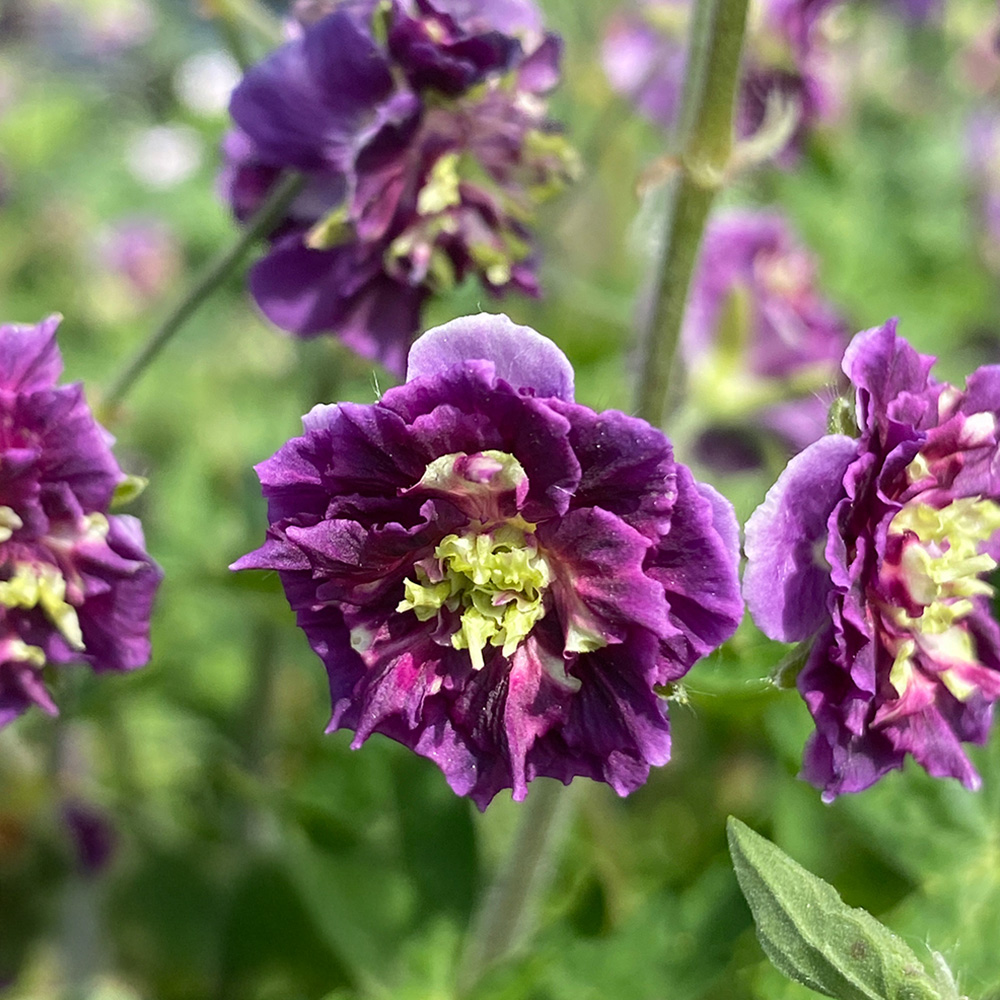 Thompson and Morgan Geranium Joseph Green Plant Pot 9cm 2 Pack Image 1