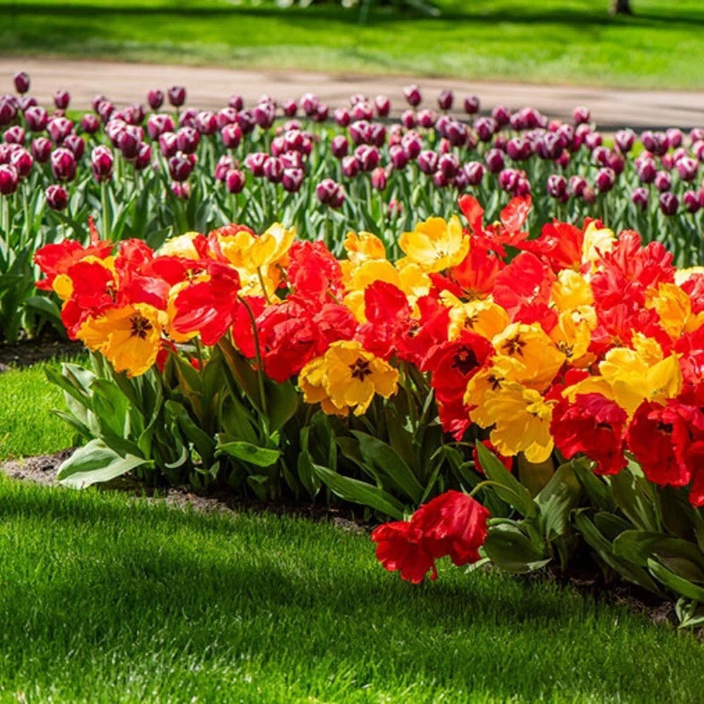 Thompson and Morgan Tulip Giant Phoenix Mixed Planting Bulb 16 Pack Image 5