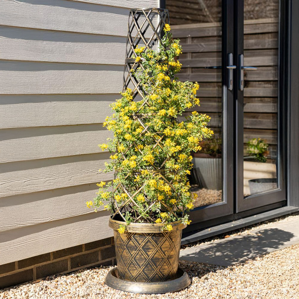 Thompson and Morgan Coronilla Citrina Tower Pot Collection 2 Pack Image 2