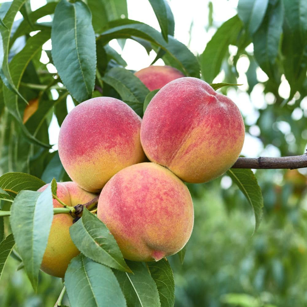 Thompson and Morgan Peach Prunus Avalon Pride Patio Tree Pot 4L 2 Pack Image 3