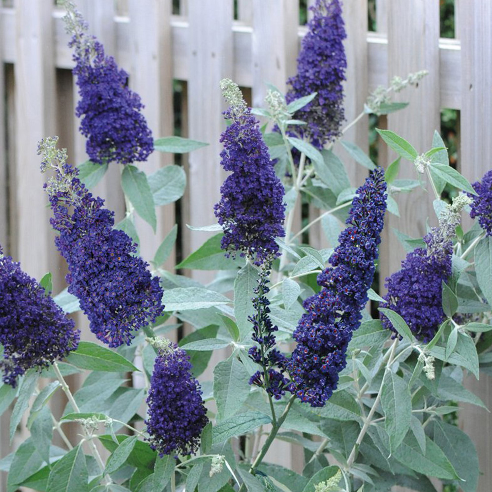 Thompson & Morgan Buddleja Buzz Indigo Jumbo Plugs 3 Pack Image 1