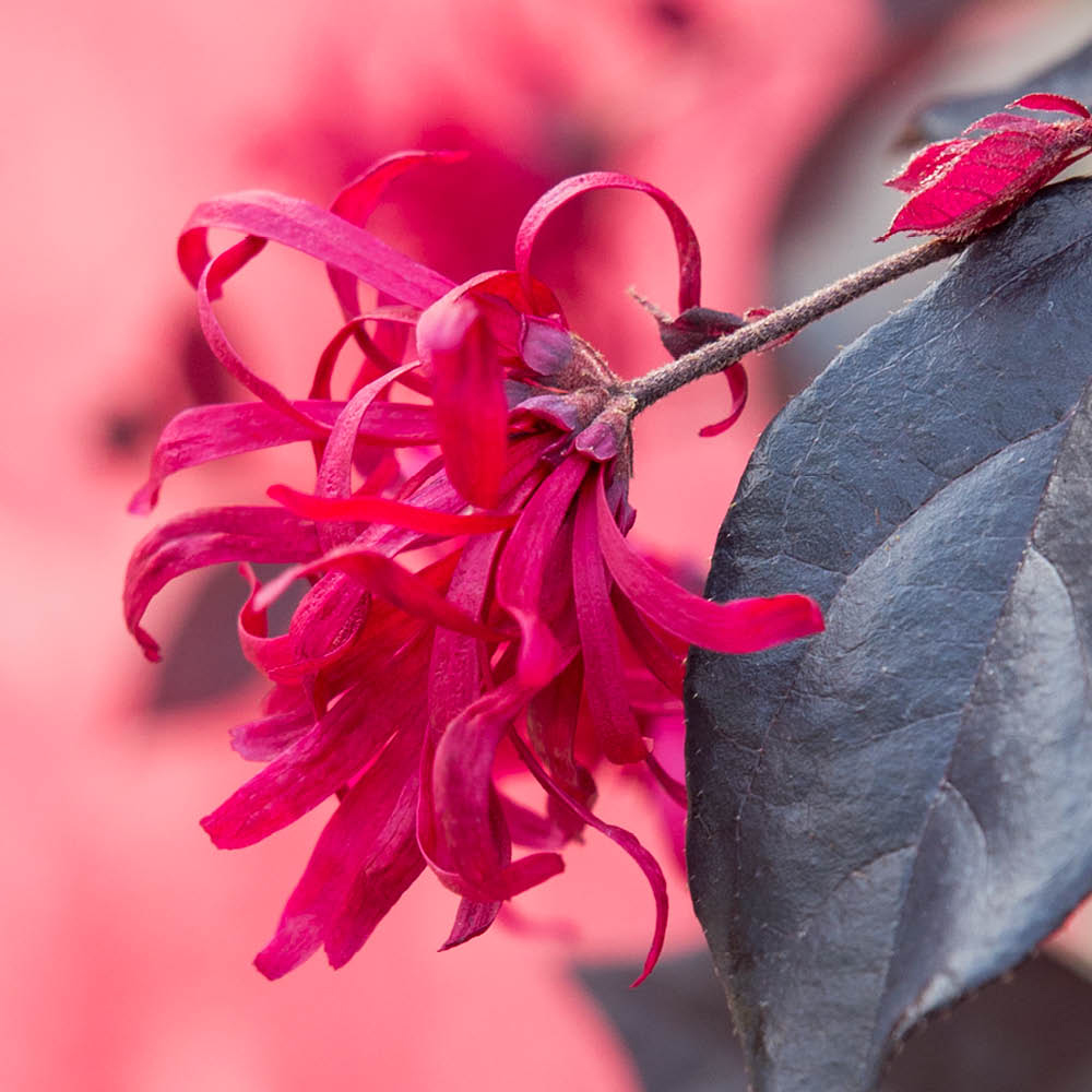 YouGarden Loropetalum Black Pearl Plant Pot 15cm Image 3