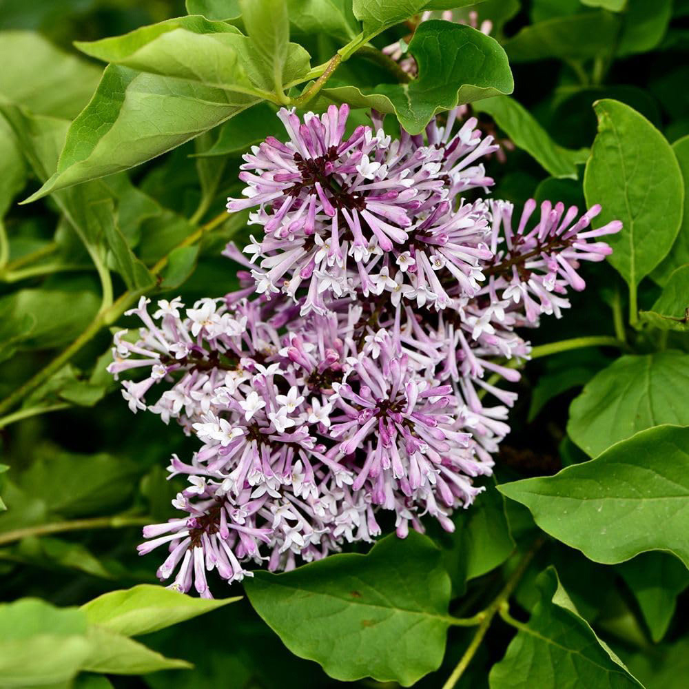 Thompson and Morgan Scented Shrub Collection Plant Pot 9cm 6 Pack Image 3