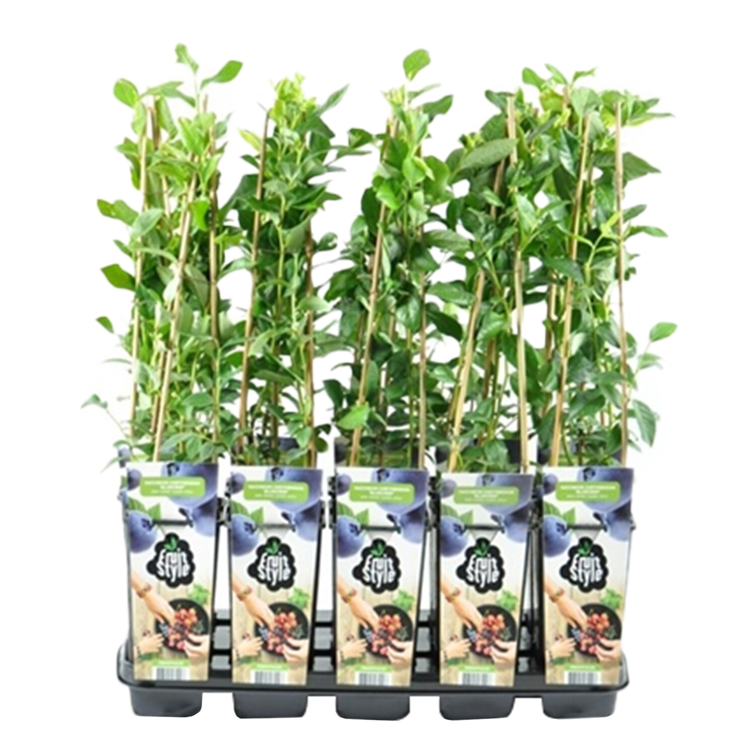 Vaccinium corymbosum Blueberry 'Goldtraube' - 65cm Image 1