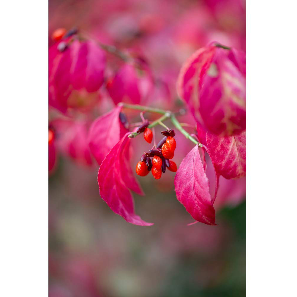 Thompson and Morgan Euonymus Alatus Winged Spindle Plant Pot 9cm 2 Pack Image 3