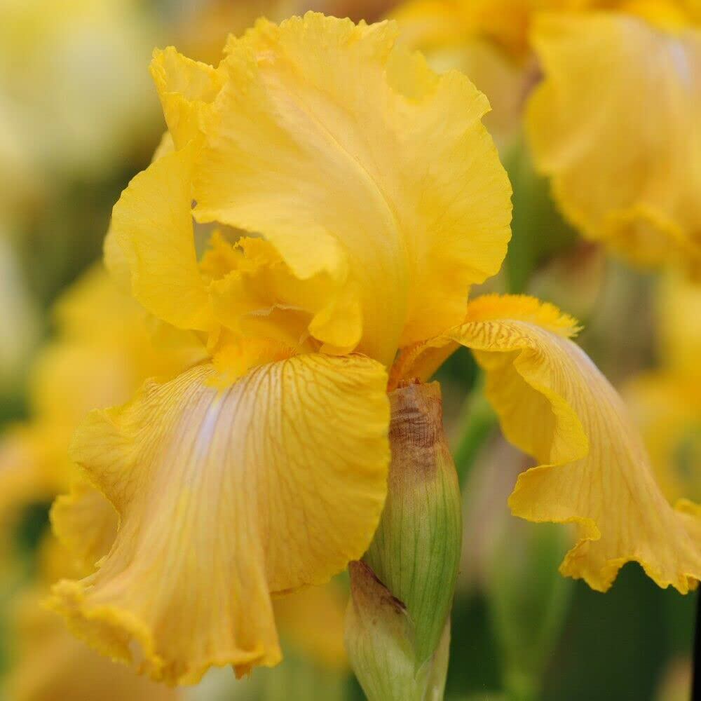 Thompson and Morgan Iris Re-Blooming Collection Rhizome 10 Pack Image 4