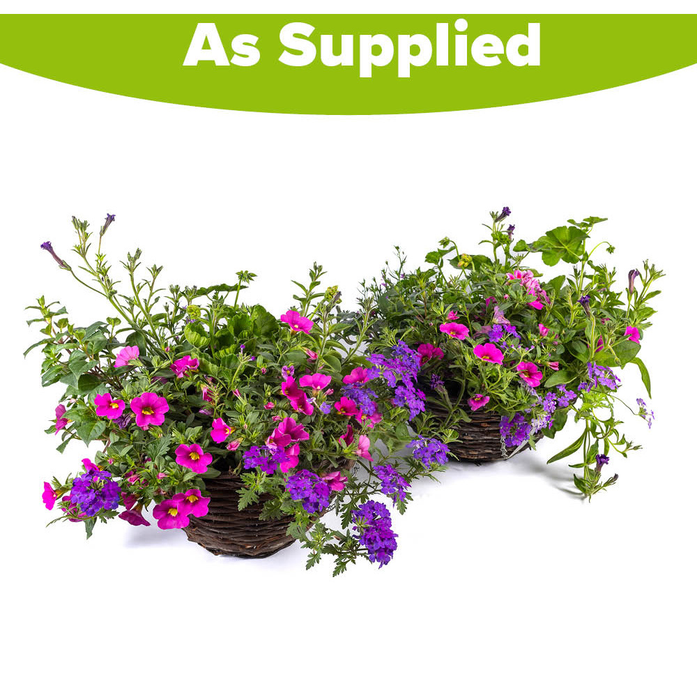 YouGarden Preplanted Summer Sensation Rattan Hanging Basket 28cm 2 Pack Image 3