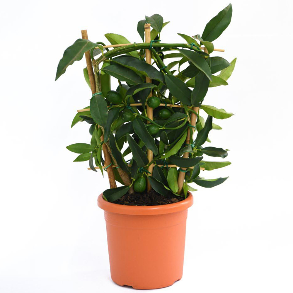 Thompson and Morgan Citrus Tree Limequat Plant Pot 3L 2 Pack Image 2