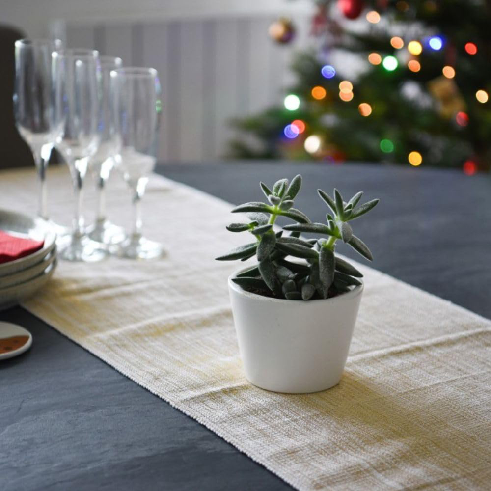 Thompson and Morgan Crassula Tarantula Potted Plant 8.5cm Image 4