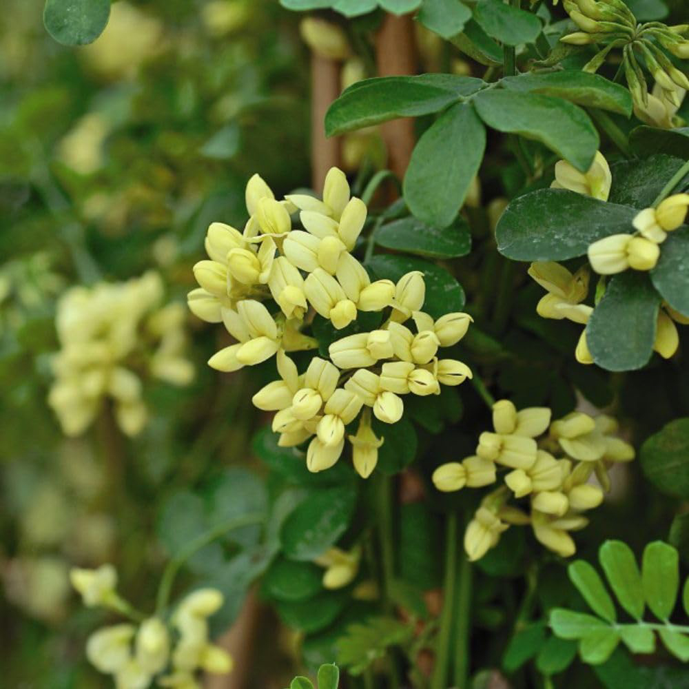 Thompson and Morgan Coronilla Citrina Pot 9cm 2 Pack Image 4