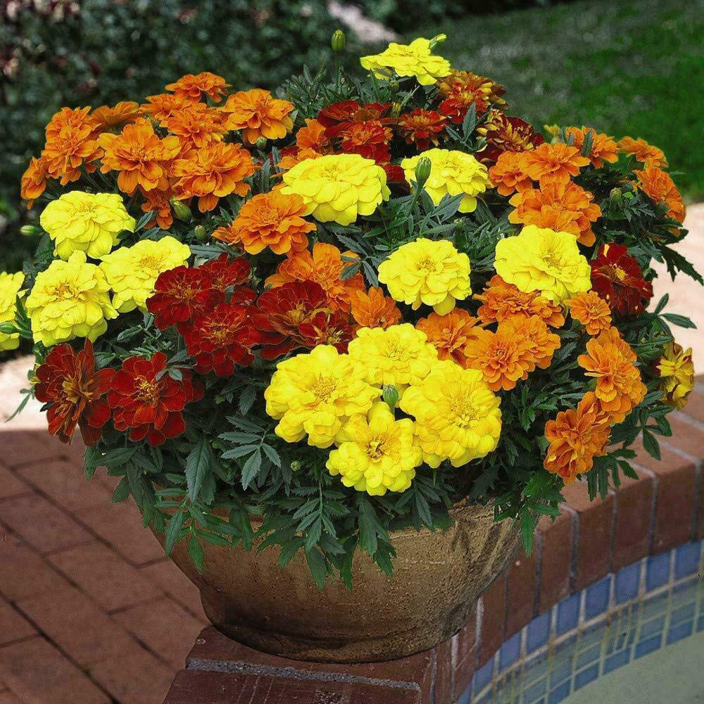 Thompson and Morgan Nurserymans Choice Annual Bedding Mixed Plant Plug 36 Pack Image 9