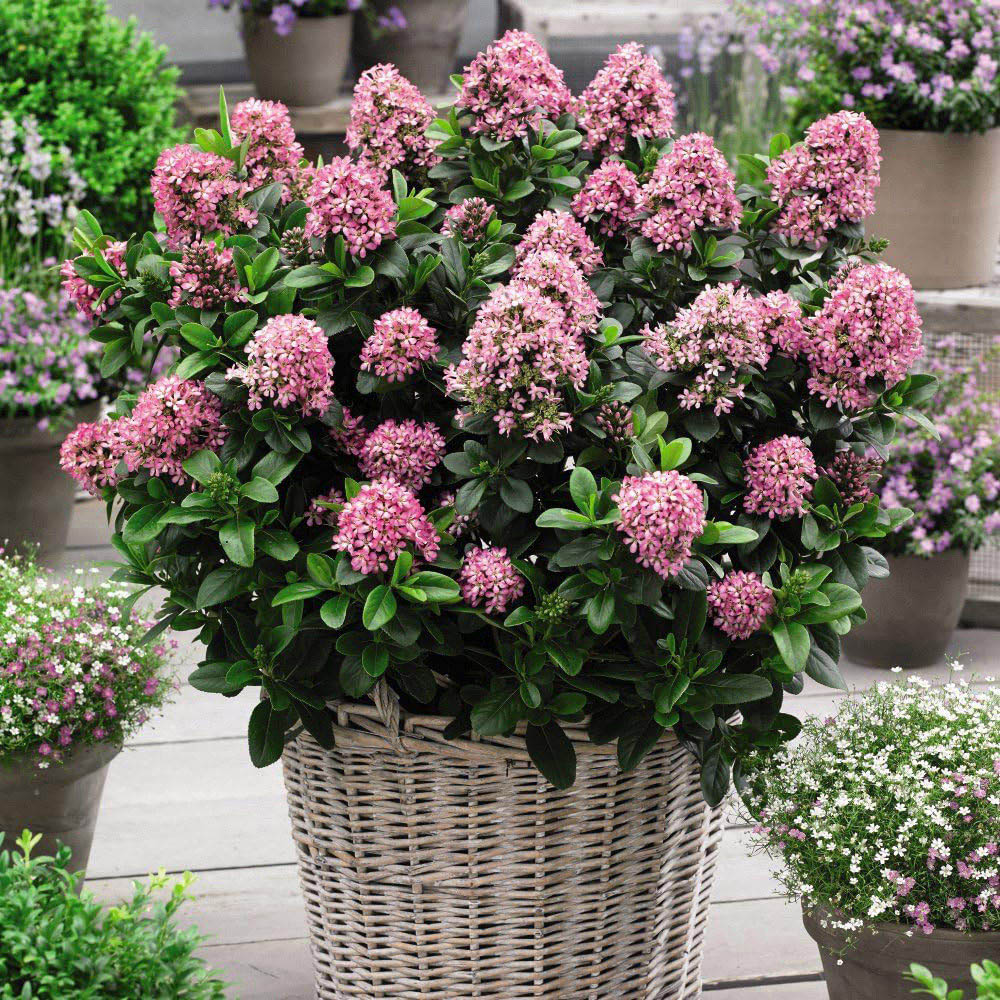 Thompson and Morgan Escallonia Laevis Pink Elle Plant Pot 9cm 2 Pack Image 5