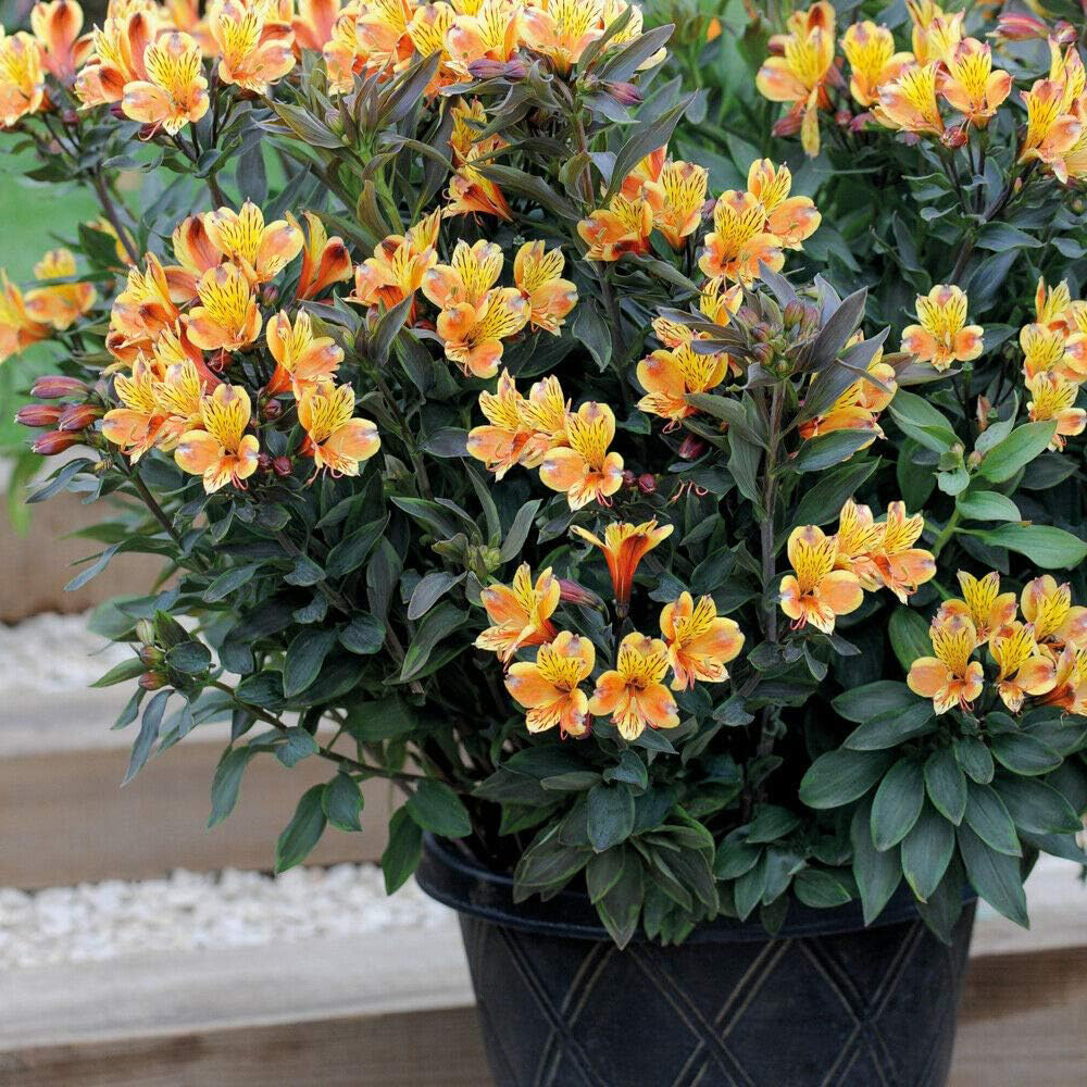 Thompson and Morgan Alstroemeria Summer Duo Jumbo Plug Plant 2 Pack Image 4