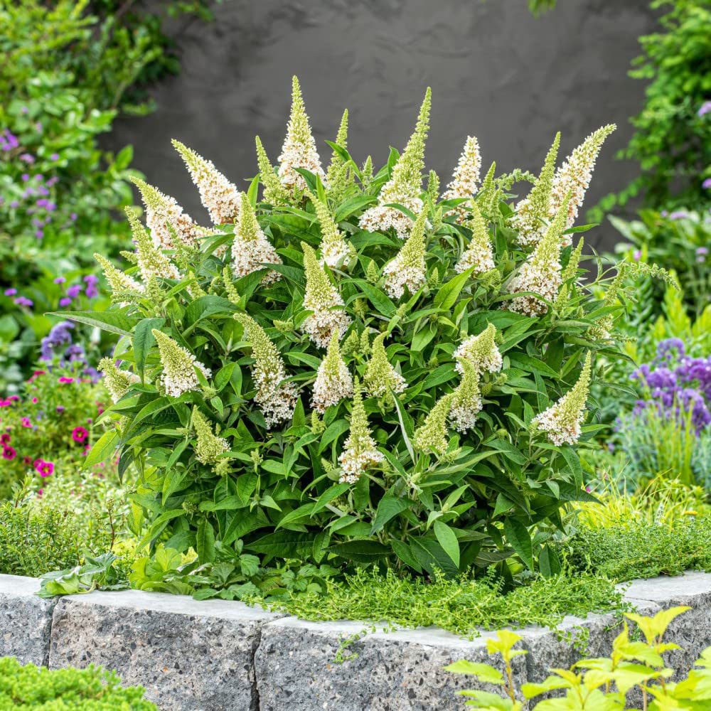 Thompson and Morgan Buddleia Butterfly Candy Little White Potted Plant 9cm Image 4