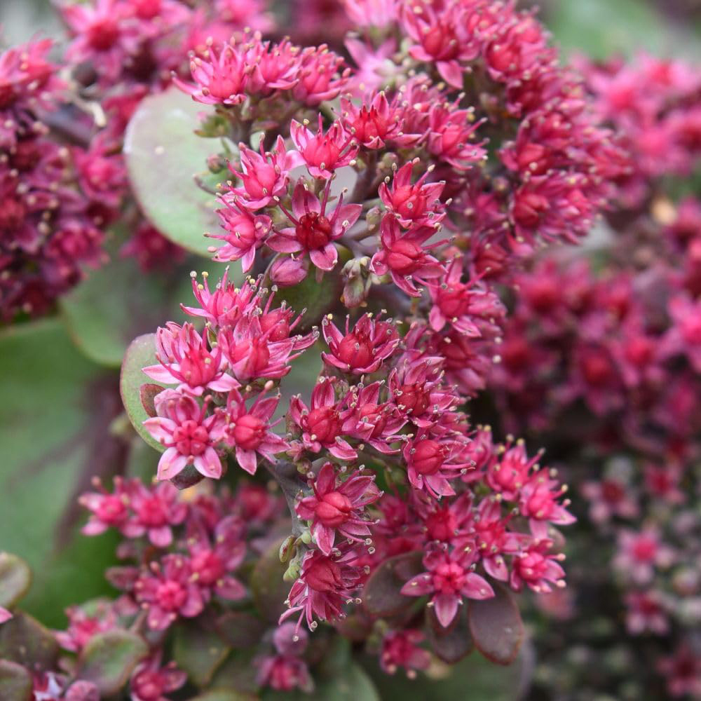 Thompson and Morgan Sedum Busy Nights Seed Packet Image 4