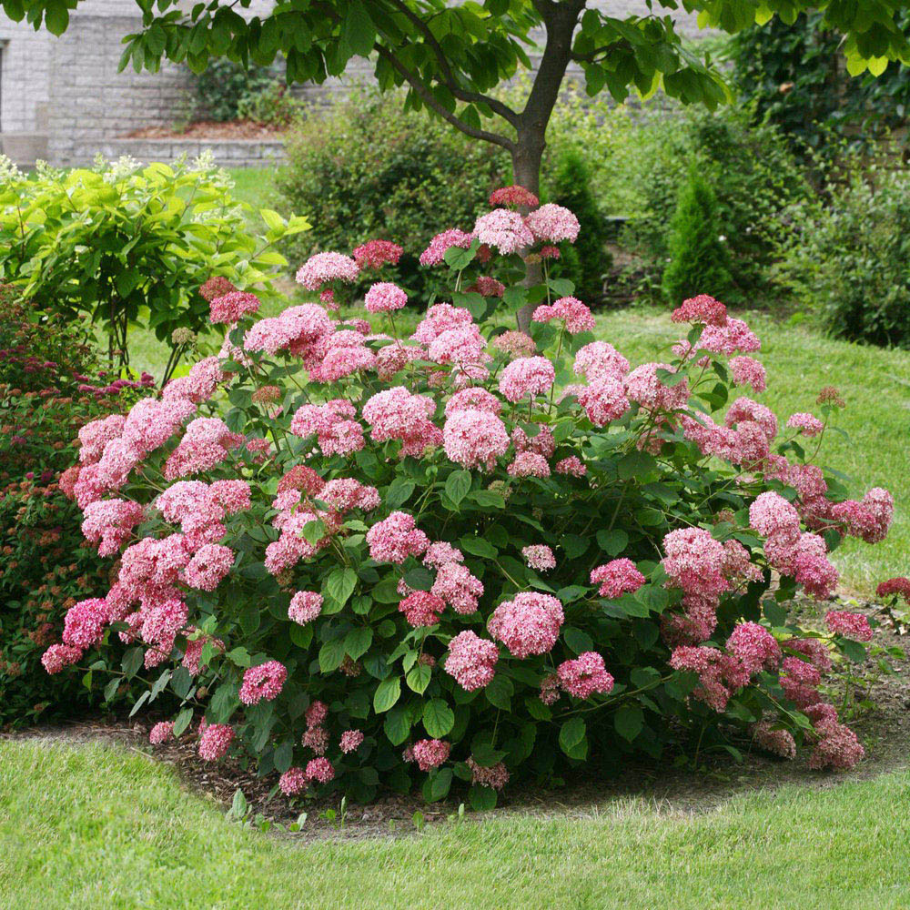 Thompson and Morgan Hydrangea Pink Annabelle Plant Pot 3L Image 3