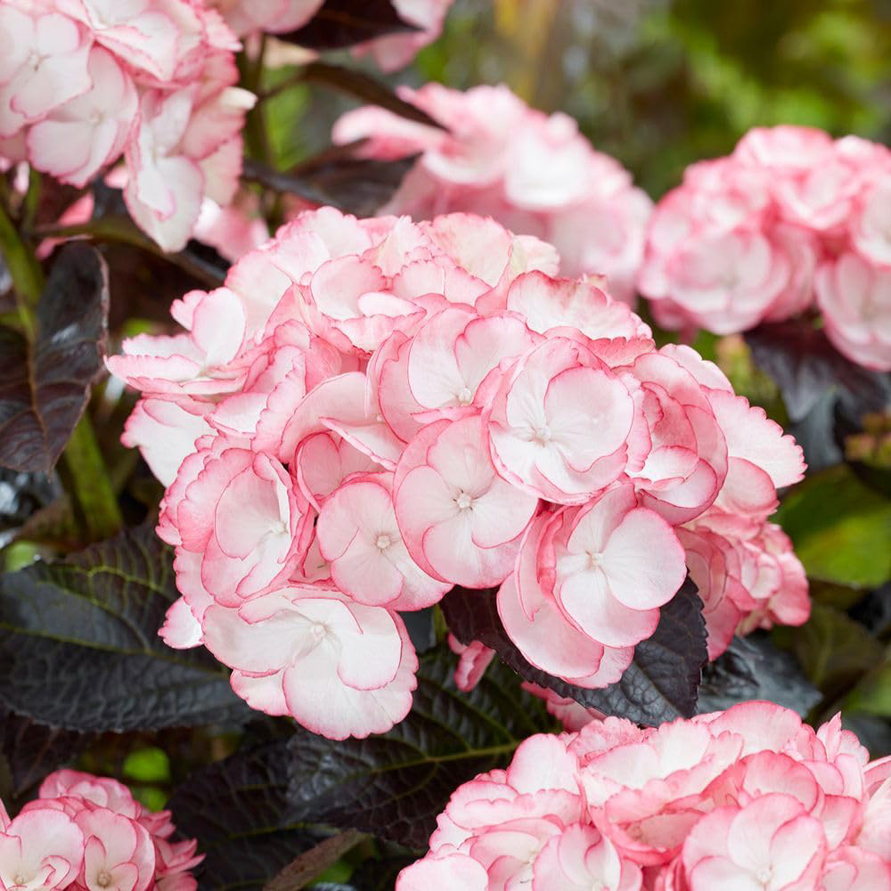 Thompson and Morgan Hydrangea Macrophylla Midnight Pearl Plant Pot 2L 2 Pack Image 4