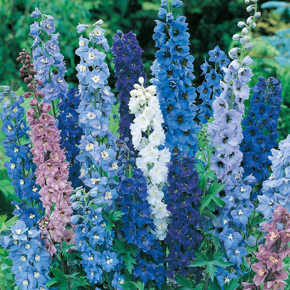 YouGarden Towers Bare Root Collection 25 Pack Image 3