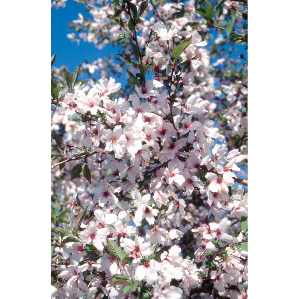Frank P Matthews Trees Prunus The Bride Maiden Tree Image 2