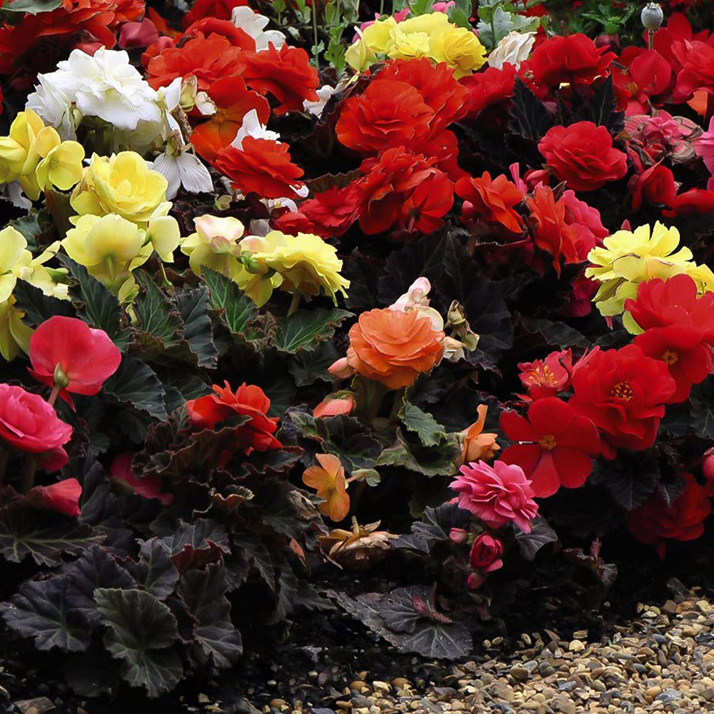 Thompson and Morgan Begonia Nonstop Mocca Mixed Garden Ready Plant 30 Pack Image 3