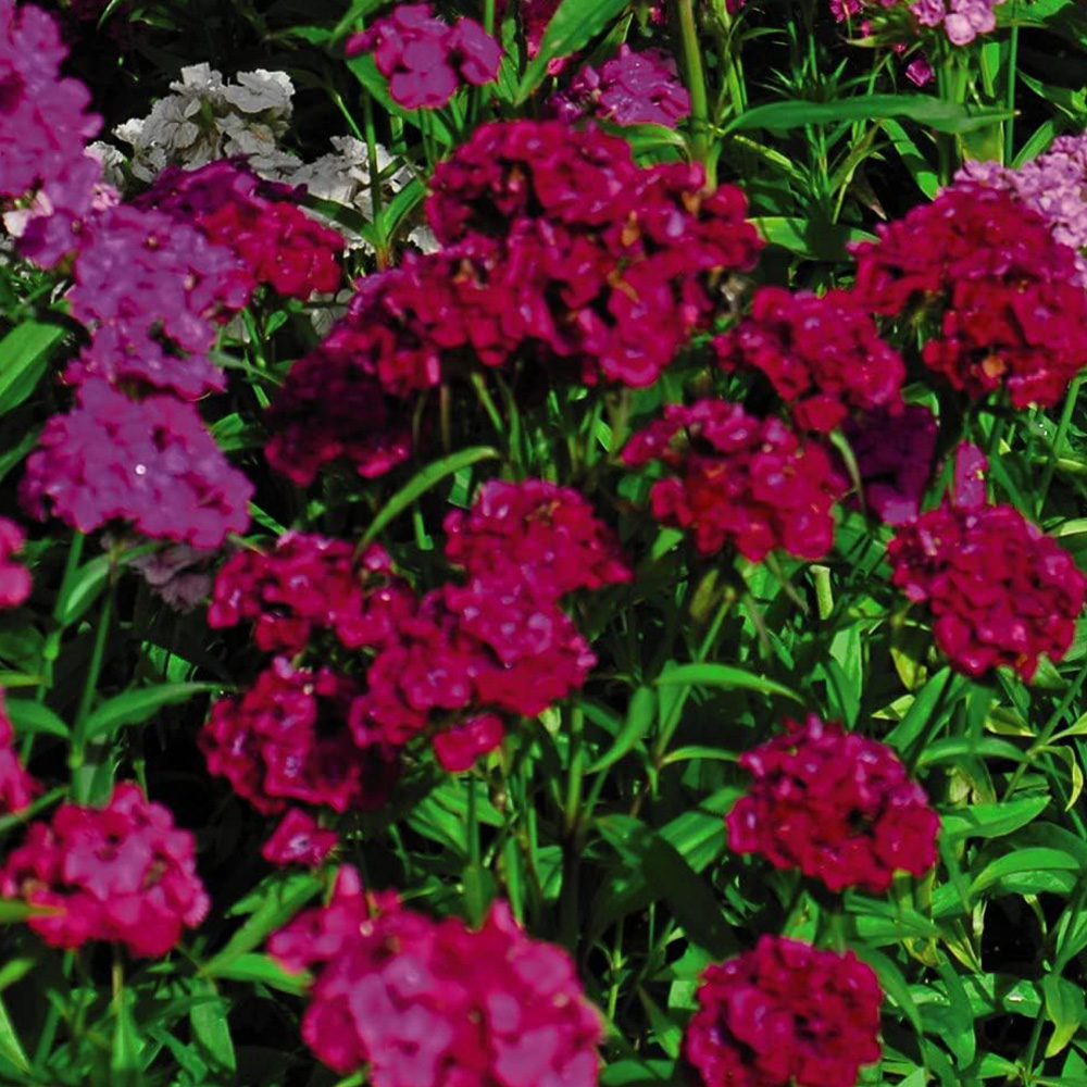 Thompson and Morgan Sweet William Dianthus Mixed Plant Plug 24 Pack Image 4