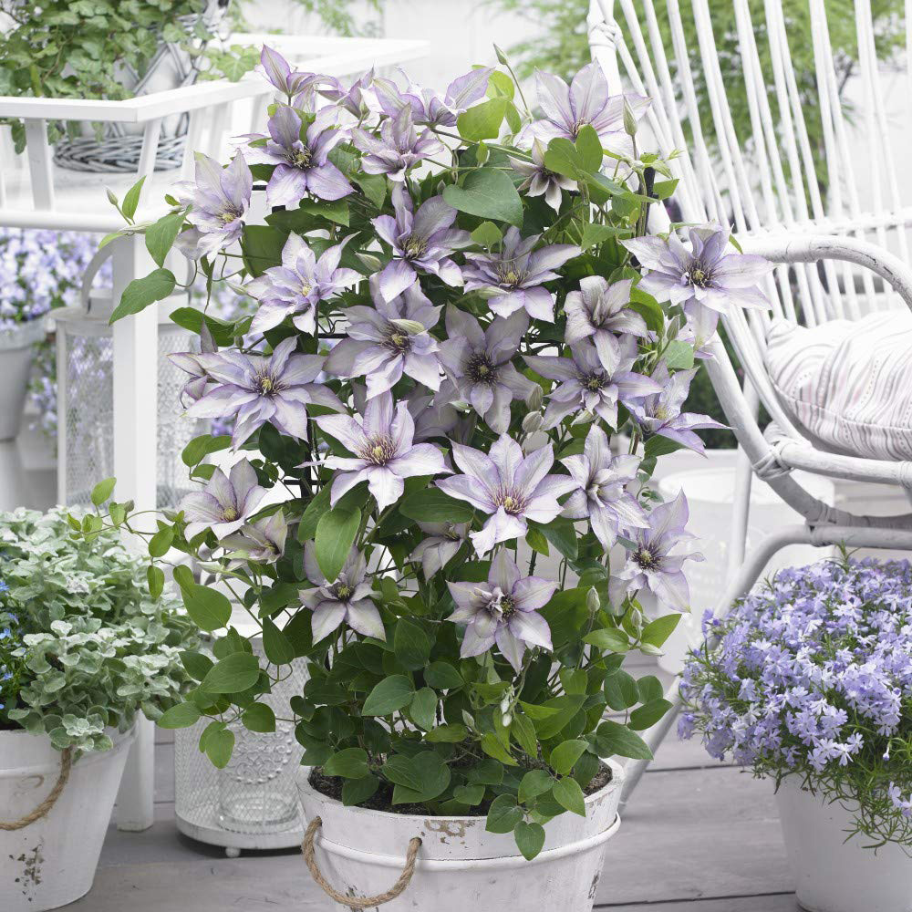 Thompson and Morgan Clematis Samaritan Jo Potted Plant 15cm Image 2