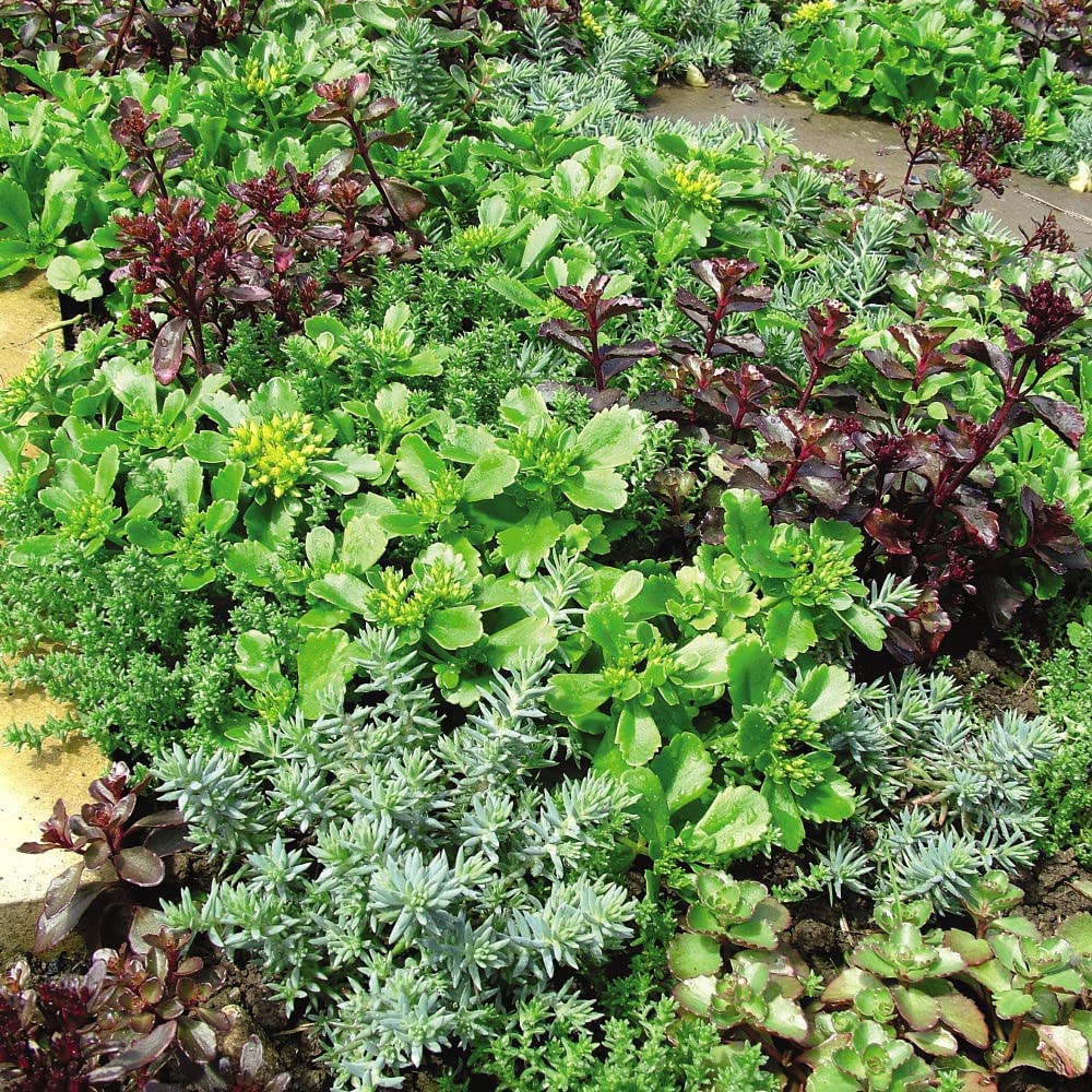 Thompson & Morgan Nurserymans Choice Alpine Mix Jumbo Plant Plug 20 Pack Image 5