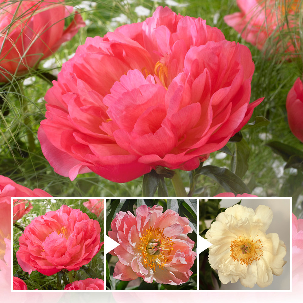 YouGarden Peony Coral Sunset Bare Root 3 Pack Image 3