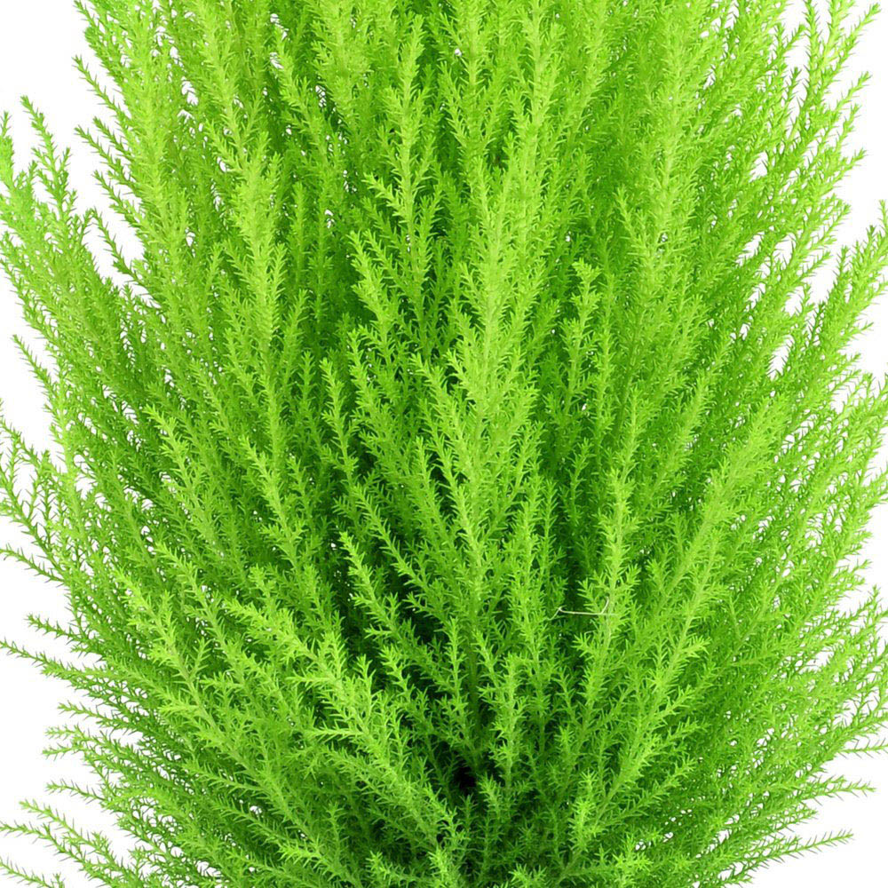 Thompson and Morgan Cupressus Goldcrest Wilma Plant Pot 10.5cm Image 3