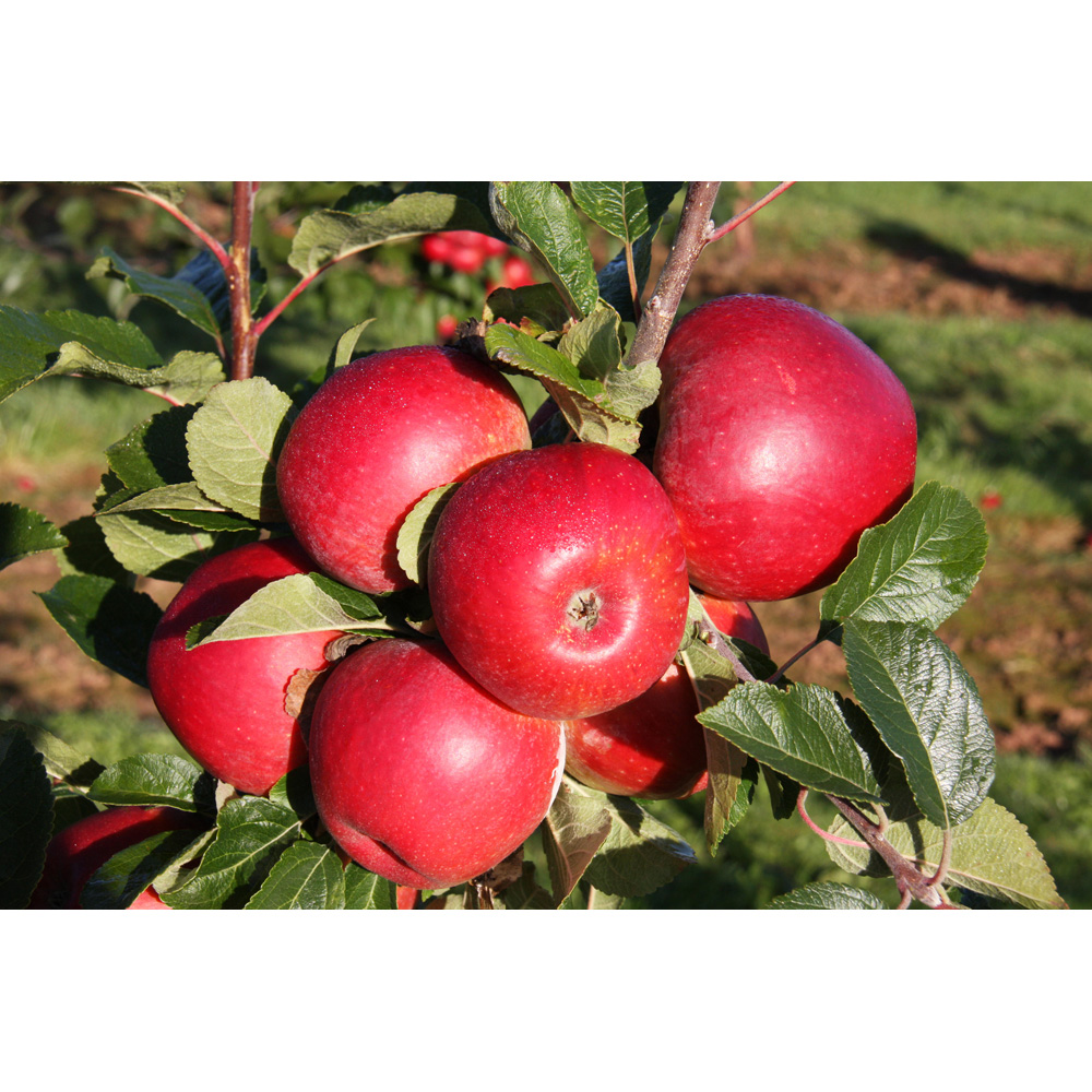 Frank P Matthews Trees Apple Malus Red Windsor MM106 Maiden Tree Image 2