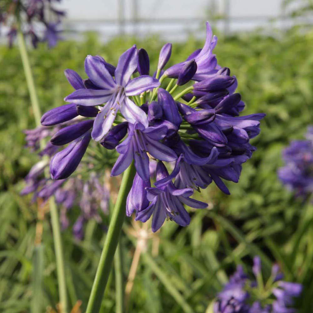 Thompson and Morgan Agapanthus Northern Star Plant Pot 3L Image 4
