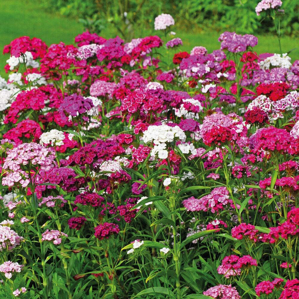 Thompson and Morgan Sweet William Dianthus Mixed Plant Plug 24 Pack Image 2