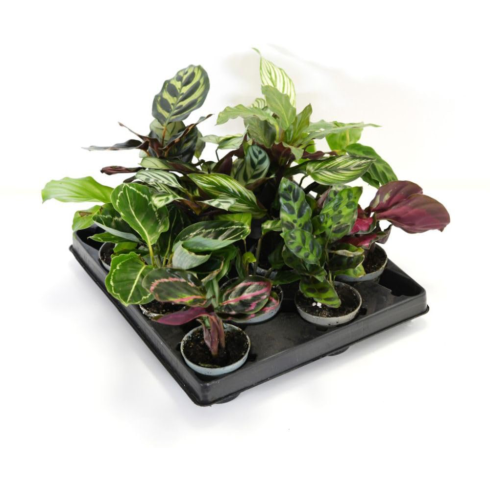 Thompson and Morgan Calathea Starter Mix Packcm Potted Plant 6cm 6 Pack Image 3