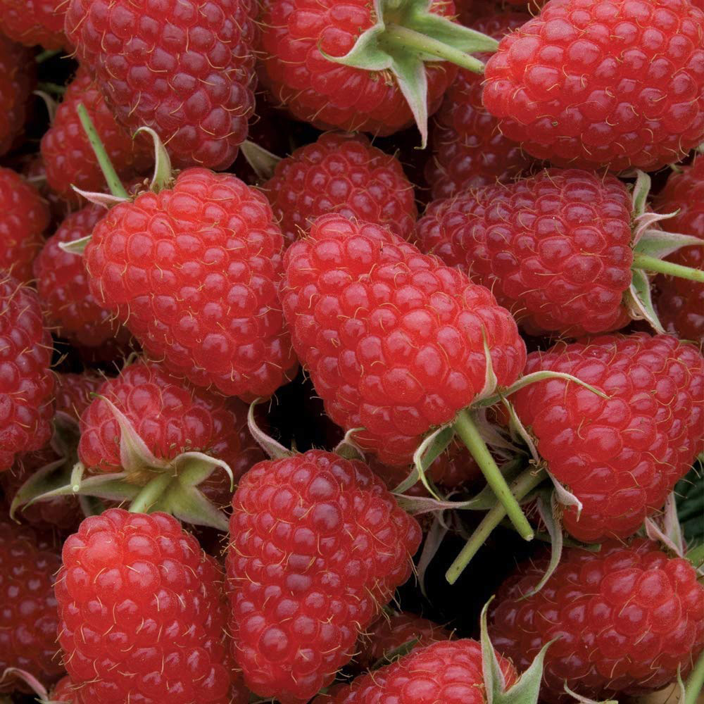 Thompson & Morgan Raspberry Polka Autumn Fruiting Cane Plant 12 Pack Image 4