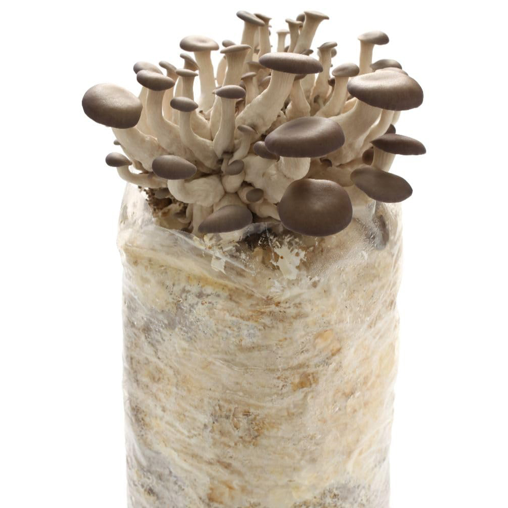Thompson and Morgan Gift King Oyster Mushroom Prepack Windowsill Kit 3L Image 3
