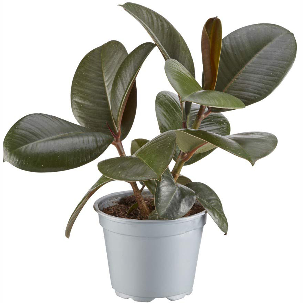 Thompson and Morgan Ficus Indian Rubber Plant Pot 12cm 3 Pack Image 2