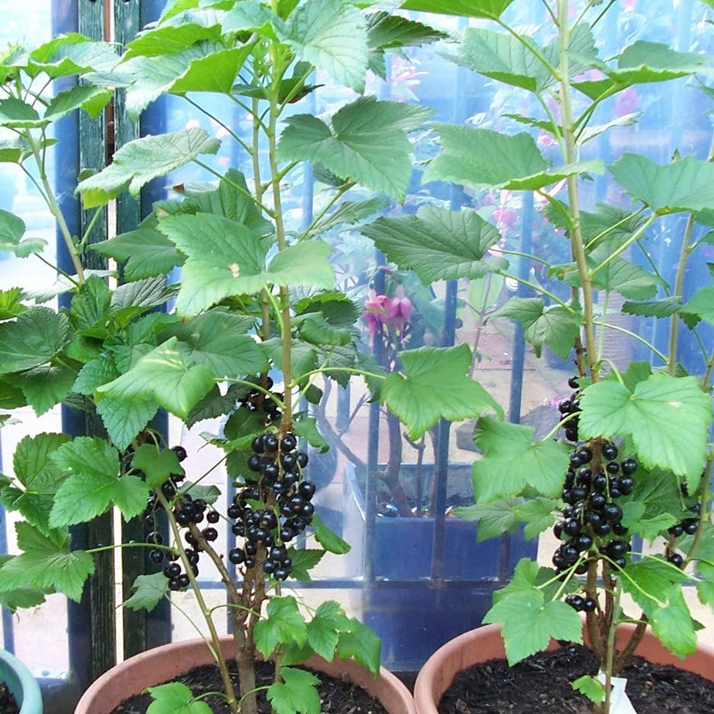 Thompson & Morgan Blackcurrant Ribes Ben Connan Potted Plant 9cm Image 4