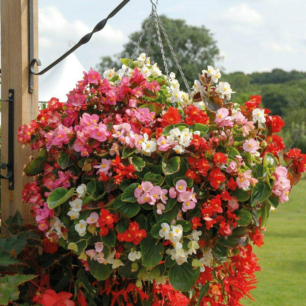 Thompson and Morgan Nurserymans Choice Hanging Basket Mixed Postiplugs 5 Pack Image 7