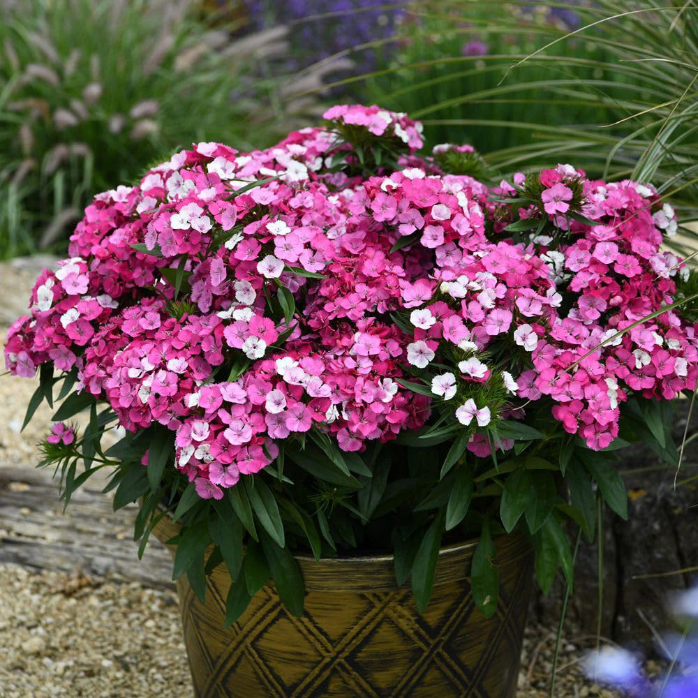 Thompson and Morgan Dianthus Dart Pink Magician Plug Plant 24 Pack Image 2