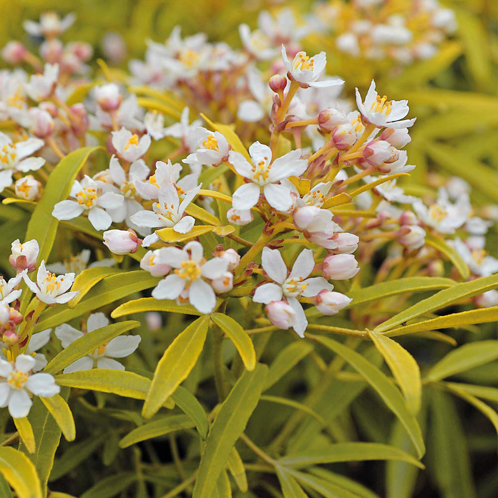 Thompson and Morgan Choisya Sundance Plant Pot 2L 2 Pack Image 4