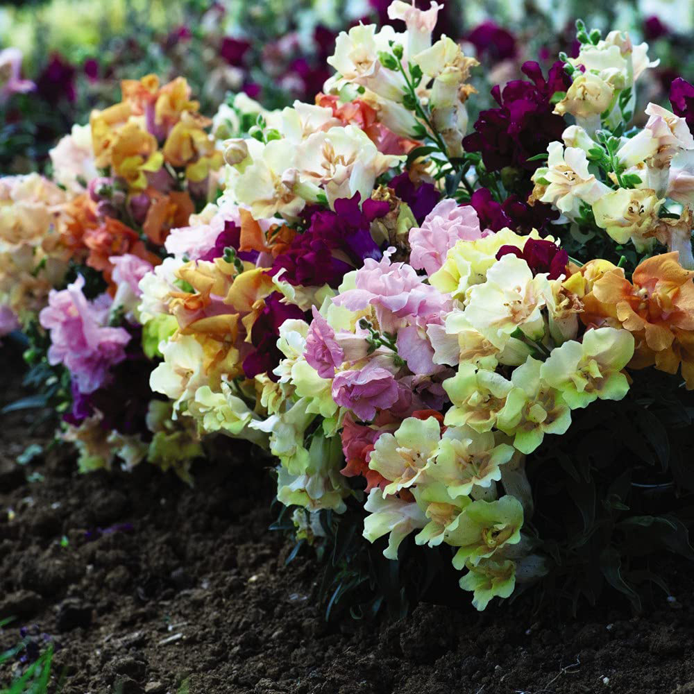 Thompson and Morgan Antirrhinum Mini Butterflies Garden Ready Plant 30 Pack Image 4